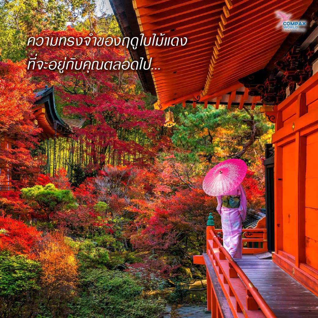 เที่ยวญี่ปุ่น ทัวร์ญี่ปุ่น ทัวร์ญี่ปุ่นพรีเมี่ยม โปรแกรมทัวร์ญี่ปุ่น